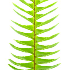 Fern on a white background