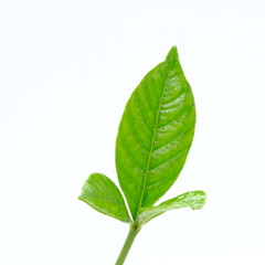 Obraz premium green leaf isolated on white background