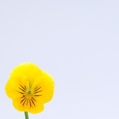 Yellow daisy gerbera flowers blooming isolated on white background with clipping path