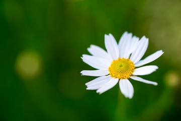 White single camomile daisy flower  on green meadow - shallow depth of field