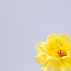 Yellow rose isolated on white background.