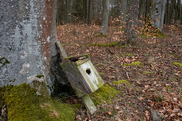 An old rotten bird box under the beech tree trunk with an entry hole enlarged by a woodpecker