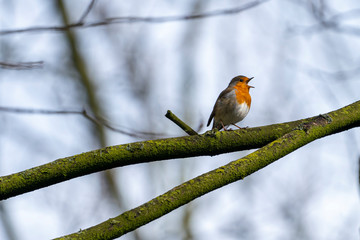 Robin singing in a tree in spring