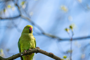 Collar parakeet in spring