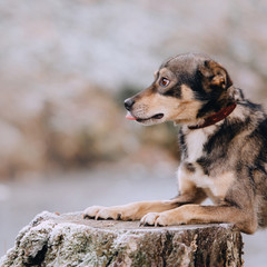 mixed breed dog in a collar posing outdoors