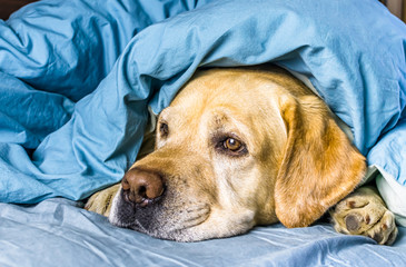 white labrador lies on the bed under a blanket