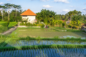 Obraz premium View on villa and rice field