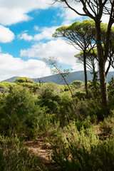 Summer landscape of young green forest with bright blue sky