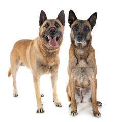 malinois in studio
