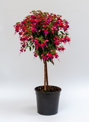 Fuchsia hybrida Stamm