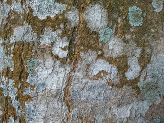 old wood texture of bark of tree