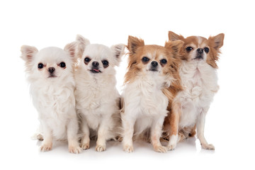 chihuahuas in studio