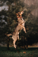 grey mixed breed dog jumping up outdoors