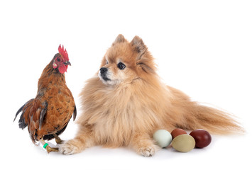 spitz and chicken