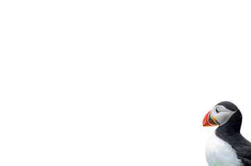 Puffin looking to the left isolated on white background