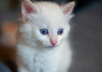 Fototapeta premium Katze weiss