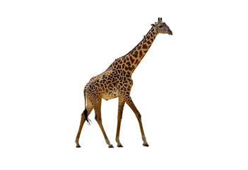 Profile view of giraffe walking over white