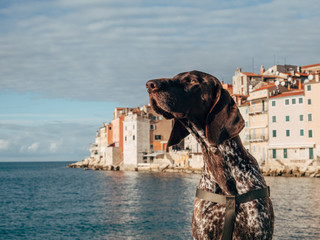 dog on the beach