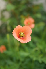 Fototapeta premium 花