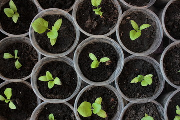 Eggplant seedlings in the containers. Young green plants in the balcony vegetable garden. Top view. Natural spring background