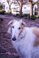 Fototapeta premium 動物 犬