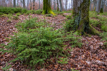 The new generation of spruces growing in the bottom of the beech forest