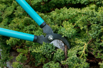 A man uses pruning shears to cut coniferous shrubs in the garden.