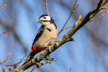 Dendrocopus major, great spotted woodpecker in a tree.