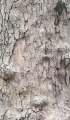 tree bark in the Park is an old tree, a beautiful natural