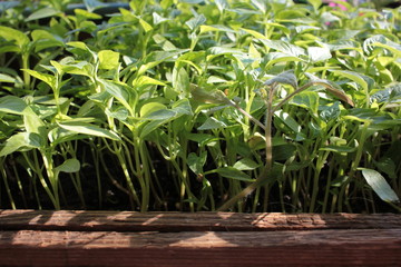 Pepper seedlings in the containers.  Young green plants in the balcony vegetable garden