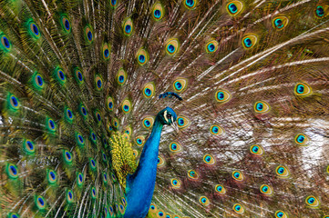 Obraz premium Male peacock with feathers out