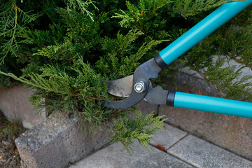 Cutting the coniferous shrubs in the garden with pruning shears.