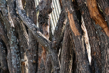 Vertical logs with bark, sawn tree trunks stand close to each other. Creating a wall from natural and natural timber