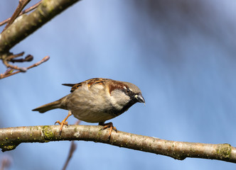 Common house sparrow looking for food