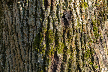 Texture bark