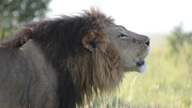 Male Lion roaring in the plains of Masai Mara National Reserve.