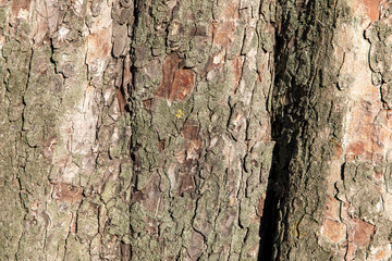 Texture bark