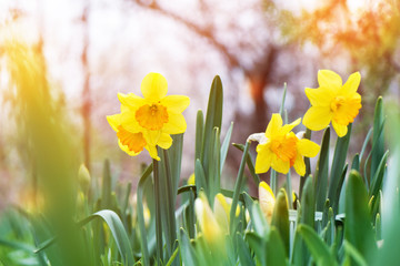 The yellow daffodil (Narcissus) blooming in the garden. © devmarya