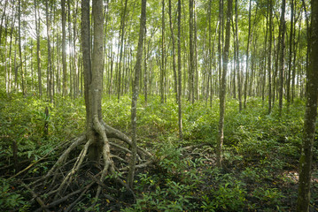 Fototapeta na wymiar The mangrove swamp reserve park located at Kuala Sepetang,Perak Malaysia.