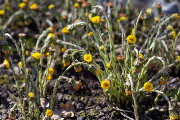 coltsfoot (Tussilago farfara) selective focus