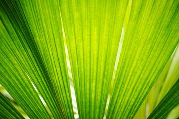 Detailed close up of a nature background