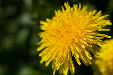 dandelion (Taraxacum officinale) flower closeup