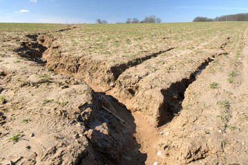 Formations de ravines dans un champ de blé en pente dues aux ruissellements des eaux de pluies