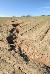 Formations de ravines dans un champ de bl&eacute; en pente dues aux ruissellements des eaux de pluies