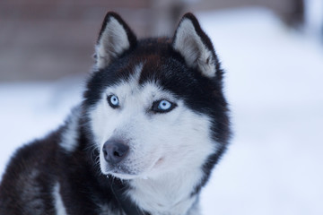 Portrait of a husky with blue eyes © Shchipkova Elena