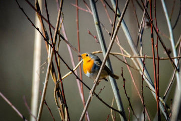 A red robin (Erithacus rubecula) in between white fruit blossom as a concept for spring, Červenka obecná