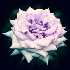 Rose flower on a dark background close-up stylized