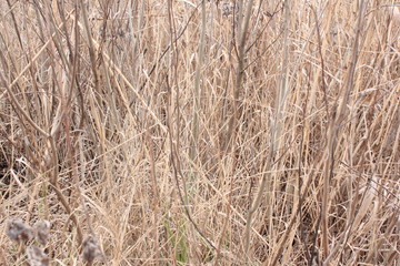 background of dry grass, reeds near the river