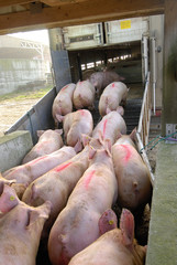 Transports d'animaux vivants. Chargement de porcs dans un camion