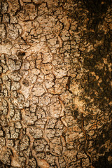 Detailed close up of a nature background